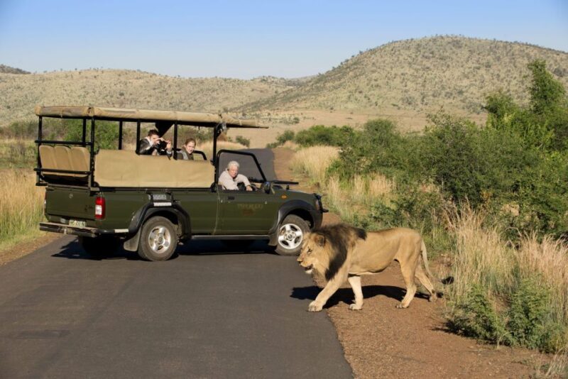 3-Hour Shared Game Drive in Pilanesberg National Park - What Do Travelers Say?