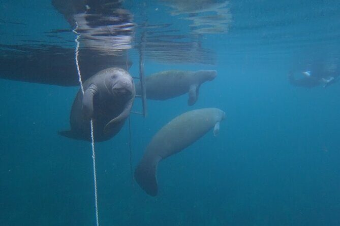 3-Hour Small Group All-Inclusive Manatee Swim with Photo Package - A Detailed Look at the Manatee Swim Experience
