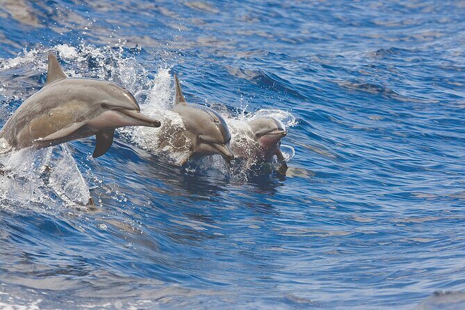 3-Hour Small-Group Maalaea Luxury Snorkel Cruise Tour - An In-Depth Look at the Maui Snorkel Experience