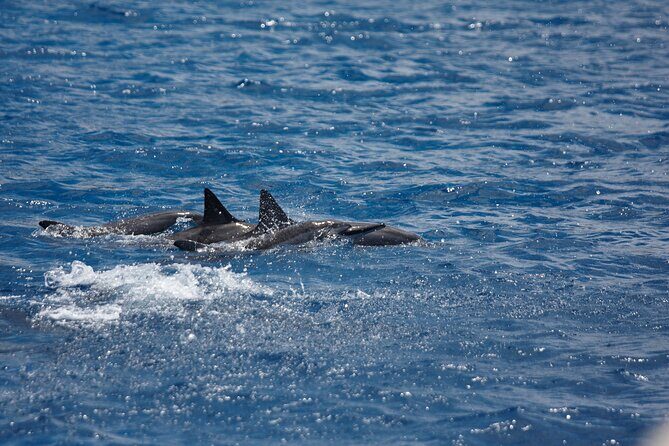 3-Hour Small-Group Maalaea Luxury Snorkel Cruise Tour - FAQ