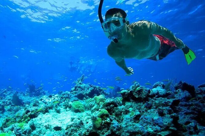 3 Hour Snorkeling and Dolphin Watching Experience in Muscat - What You Can Expect from This Muscat Marine Adventure