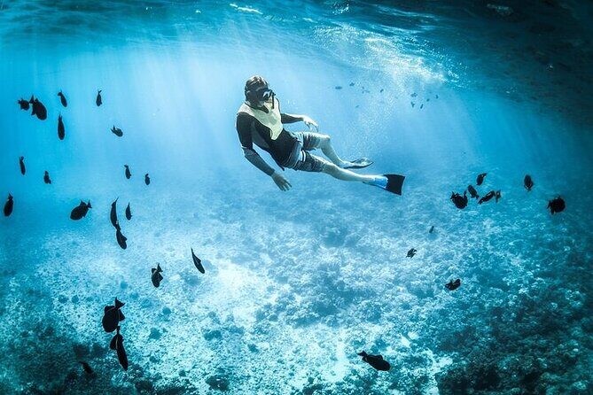 3 Hour Snorkeling and Dolphin Watching Experience in Muscat - FAQ: Your Questions Answered