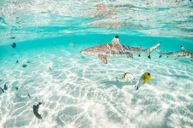 3-Hour Snorkeling Tour - The Sum Up