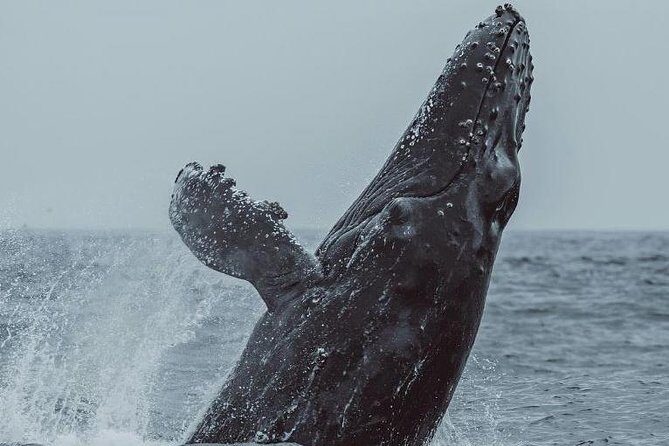 3-Hour Whale Watching Tour from Monterey - FAQ