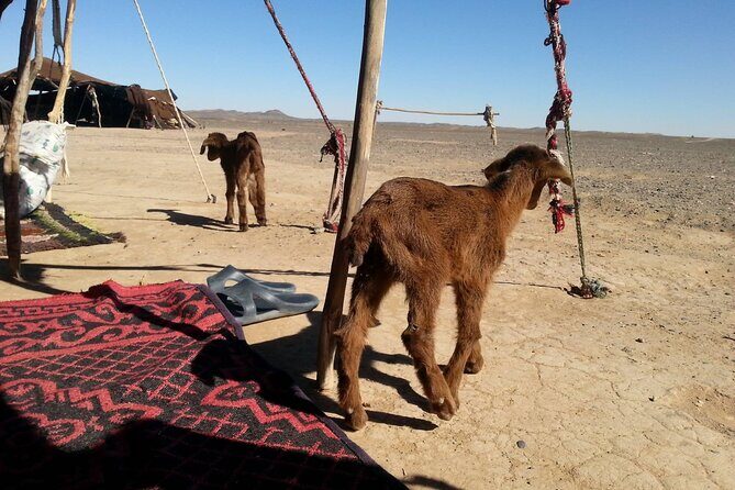 3 Hours by 4x4 in Merzouga Desert, Visit Nomads, Gnawa Music. - The Itinerary in Detail