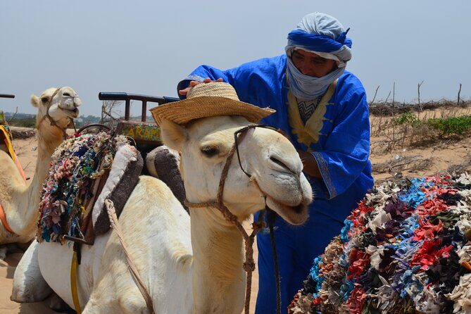 3 hours Camel Ride in Essaouira, beach and dunes - Who Will Love This Tour?