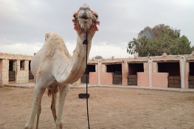3 hours Camel Ride in Essaouira with Dinner and Overnight in Berber Camp - Meals and Hospitality