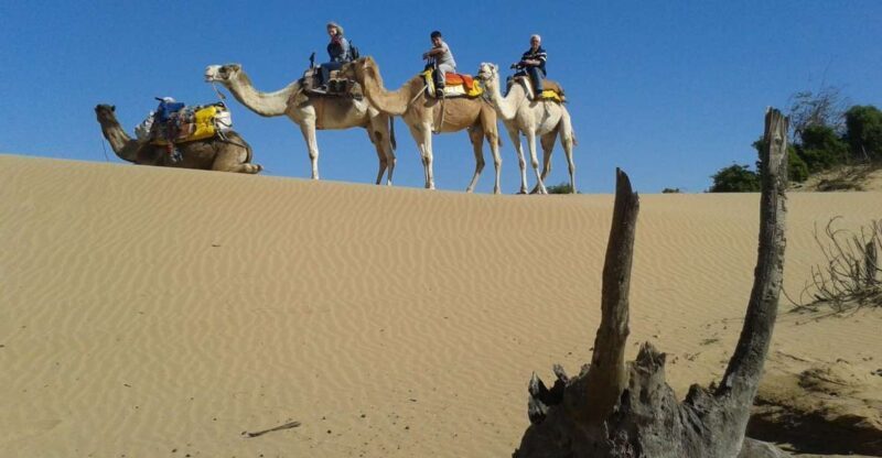 3-Hours Dromedary Ride Essaouira, Morocco - A Closer Look at the 3-Hour Dromedary Ride