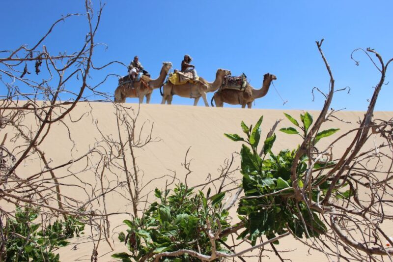 3-Hours Dromedary Ride Essaouira, Morocco - Who Should Consider This Experience?