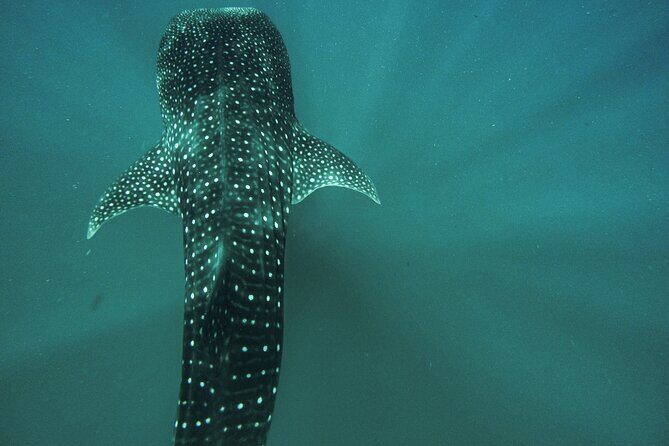 3 Hours La Paz Whale Shark First Class Snorkeling Tour - What to Expect from Your Whale Shark Adventure