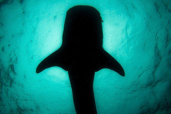 3 Hours La Paz Whale Shark First Class Snorkeling Tour - Practical Tips for Your Trip