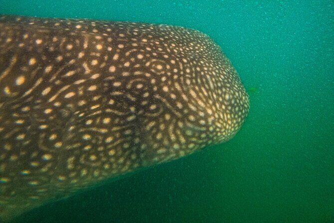 3 Hours La Paz Whale Shark First Class Snorkeling Tour - FAQs