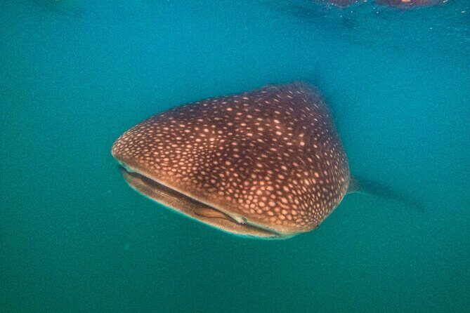 3 Hours La Paz Whale Shark First Class Snorkeling Tour - Who Is This Tour Best For?