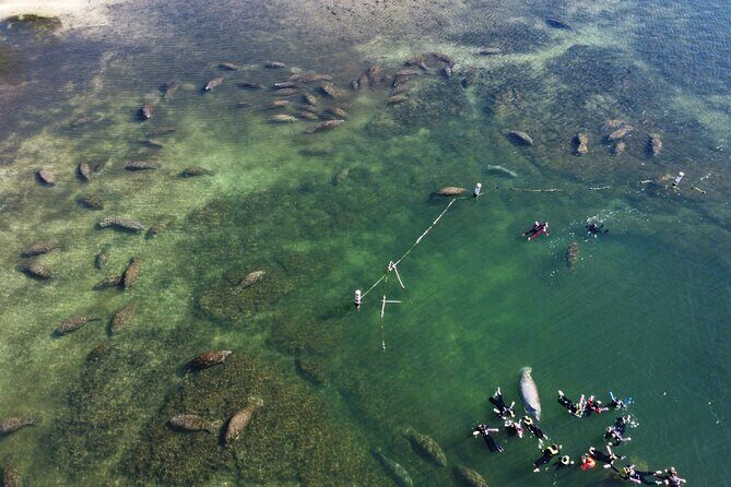 3 hours Manatee Swim Tour in Florida - Authentic Encounters and Tips from Reviewers
