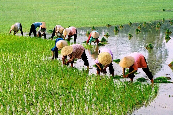 3 Hours Motorbike Tour in Hoi An Countryside. - Authenticity and Reviews