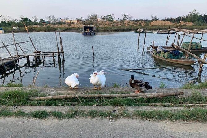 3 Hours Motorbike Tour in Hoi An Countryside. - The Sum Up