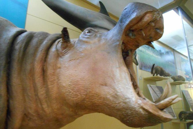 3 Hours Nairobi National Museum - FAQ