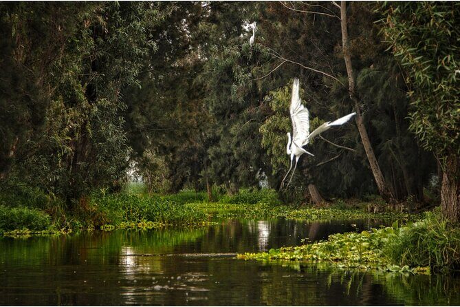 3 Hours of Kayaking at the Ancient Canals of Xochimilco - What to Expect During the Trip