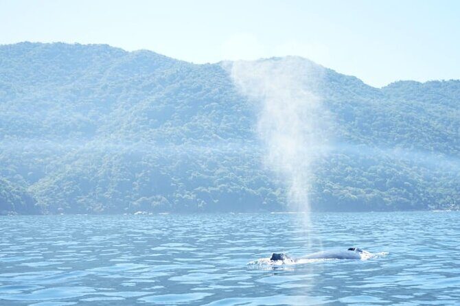 3 Hours of Whale Watching in Puerto Vallarta - Introduction: What to Expect from This Whale Watching Tour