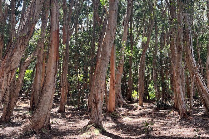 3 Hours Private Hiking and Bushwalking in the Aiea Loop Trail - A Comprehensive Look at the Aiea Loop Trail Experience