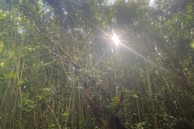 3 Hours Private Hiking and Bushwalking in the Aiea Loop Trail - The Sum Up