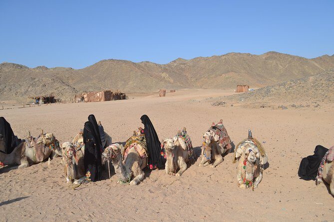 3 Hours Safari Afternoon By ATV Quad & Camel Ride With Transfer - Marsa Alam - The Sum Up