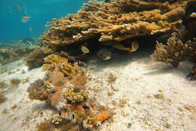 3 Hours VIP Semiprivate Tour Isla Mujeres Full Snorkeling Experience - The Itinerary Breakdown