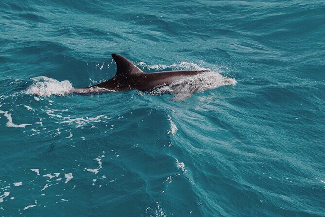 3-Hr Private Snorkeling and Dolphin Watching Tour at Muscat - What You Can Expect from This Tour