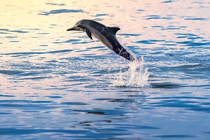 3-Hr Private Snorkeling and Dolphin Watching Tour at Muscat - Frequently Asked Questions