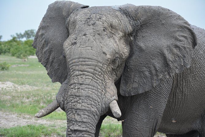 3 hrs Game drive in Chobe National Park (Leon Safaris Gold) - Introduction to the Chobe Game Drive Experience