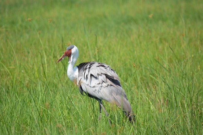 3 hrs Game drive in Chobe National Park (Leon Safaris Gold) - FAQ