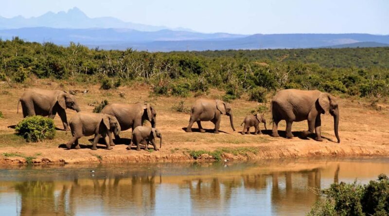 3 in 1 Adventure: ADDO SAFARI - CITY TOUR & KRAGGA KAMMA - What to Expect and Practical Details