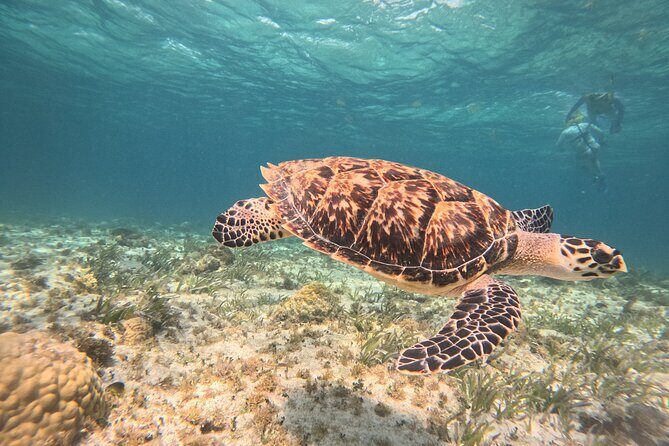 3 in 1 Jungle Speedboat and Snorkeling in Cancun - An In-Depth Look at the Experience