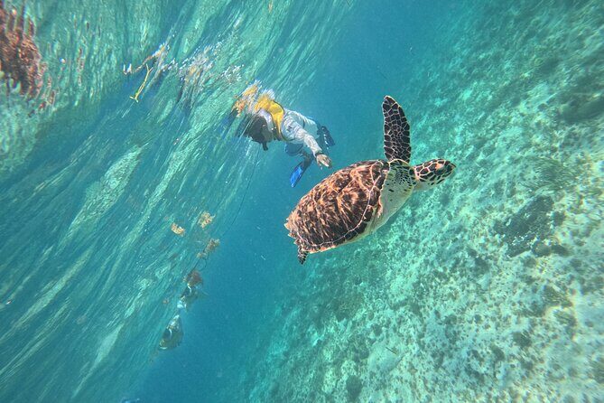3 in 1 Jungle Speedboat and Snorkeling in Cancun - The Sum Up: Why This Tour Is a Great Choice