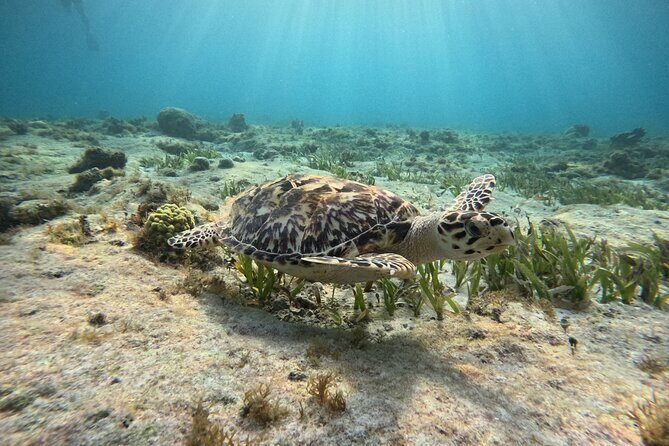 3 in 1 Jungle Tour Adventure Cancun - An In-Depth Look at the 3 in 1 Jungle Tour