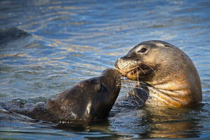 3 Island Wildlife Snorkel - Who Should Consider This Tour?
