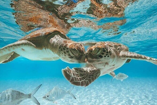 3 Islands Tour, Swim with Pigs, Turtles, Snorkelling & lunch - Key Points