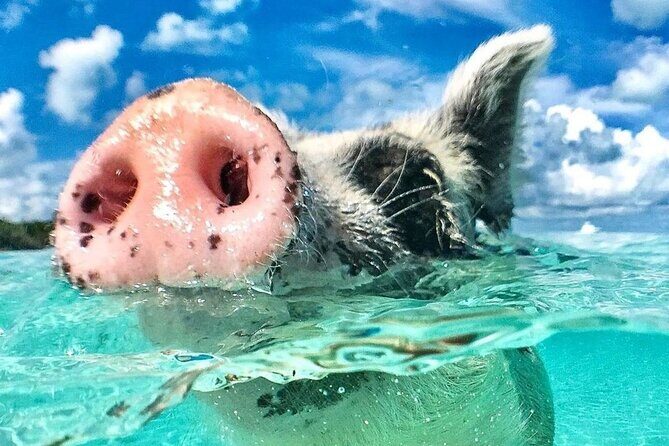 3 Islands Tour, Swim with Pigs, Turtles, Snorkelling & lunch - Practical Considerations: What to Expect