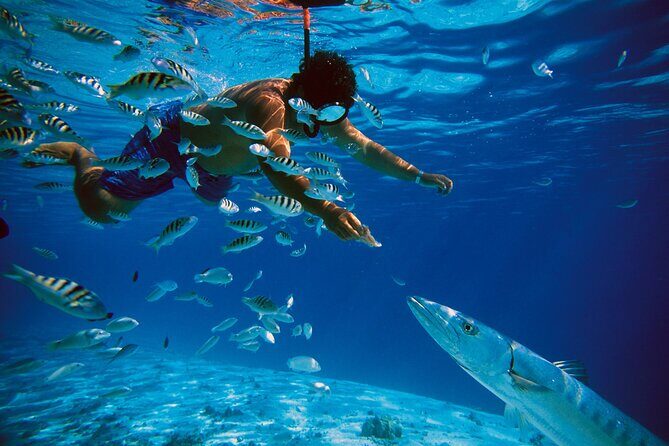 3 Islands Tour, Swim with Pigs, Turtles, Snorkelling & lunch - The Value of This Experience
