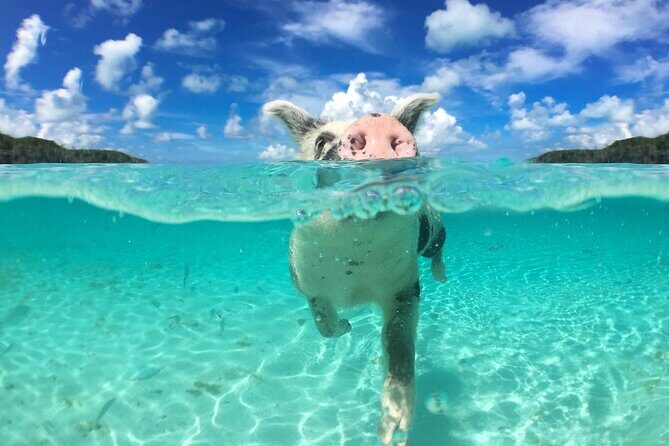 3 Islands Tour, Swim with Pigs, Turtles, Snorkelling & lunch - The Sum Up