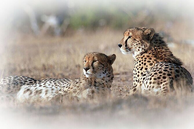 3 Night & 4 Day Private Kruger Park Safari - Breaking Down the Experience: What to Expect