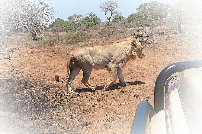 3 Night & 4 Day Private Kruger Park Safari - Authentic, Comfortable, and Focused on Wildlife
