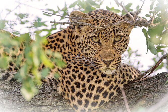 3 Night & 4 Day Private Kruger Park Safari - Who Will Love This Safari?