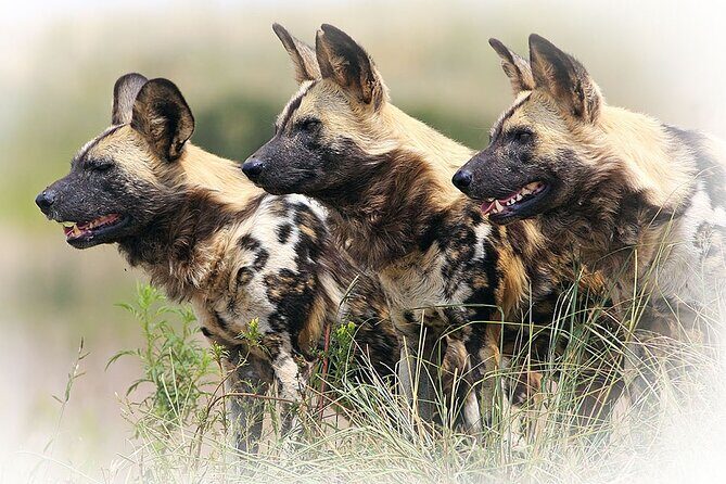 3 Night & 4 Day Private Kruger Park Safari - Final Thoughts