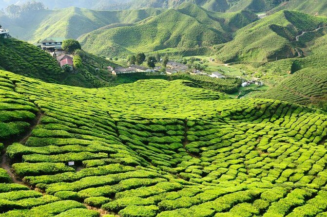 3-Night Cameron Highlands and Penang Tour from Kuala Lumpur - Key Points