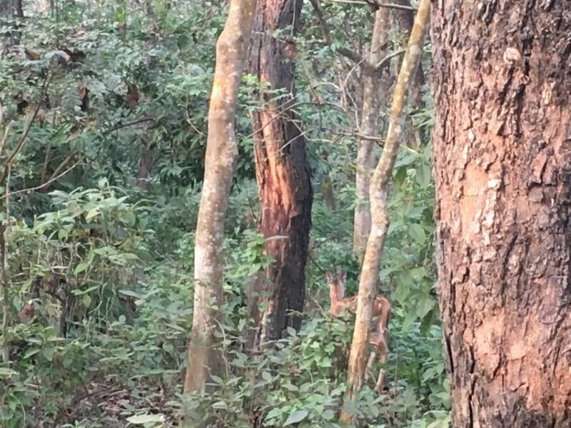 3 Nights 4 Days Chitwan National Park with Tower Night Stay - Exploring the 3 Nights 4 Days Chitwan National Park with Tower Night Stay