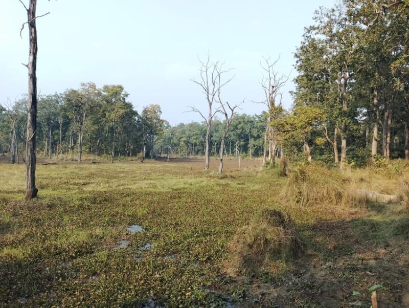 3 Nights 4 Days Chitwan National Park with Tower Night Stay - An In-Depth Look at the Chitwan Experience