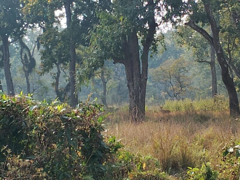 3 Nights 4 Days Chitwan National Park with Tower Night Stay - FAQ
