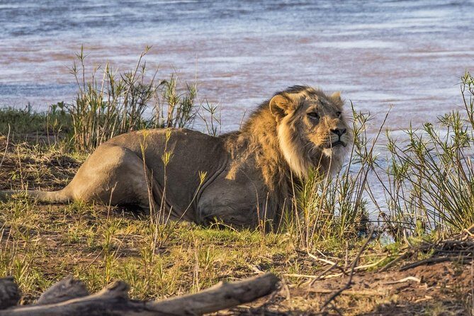 3 nights exclusive Masai Mara safari - Authentic Wildlife Encounters: What You Can Expect