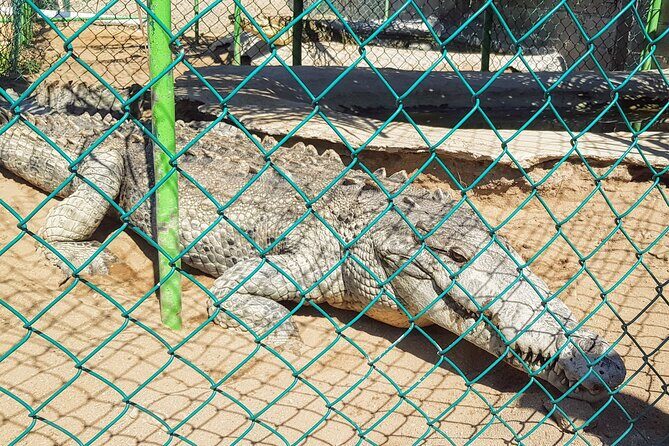 3 Palos Lagoon AfroMex Village Turtle Release & Croc Farm Visit - Key Points